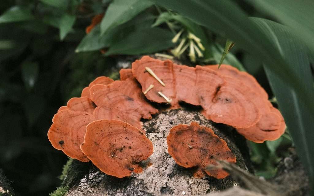 Pexels 2150208368 32762087